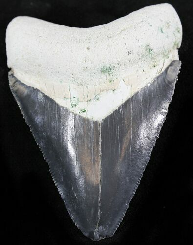 Bone Valley Megalodon Tooth #23448